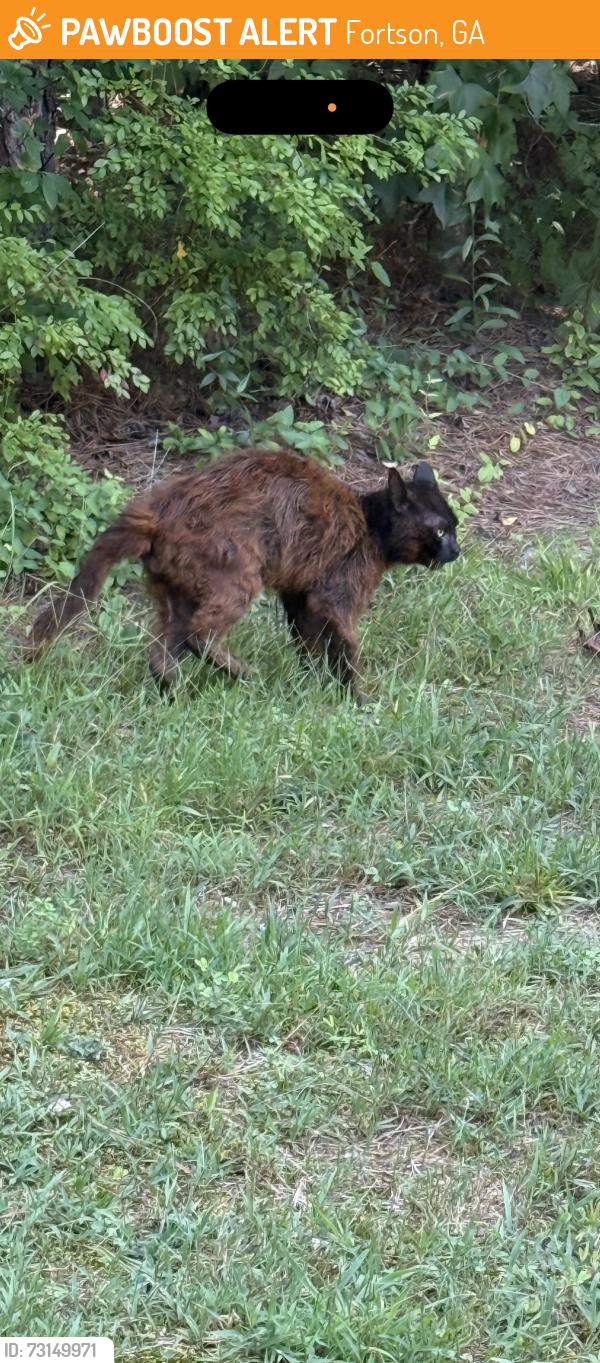 Found/Stray Unknown Cat last seen Near Chevron, Fortson, GA 31808