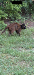 Found/Stray Unknown Cat last seen Near Chevron, Fortson, GA 31808