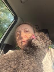 Reunited Male Dog last seen Maple street, Jon street, Rt 18, Old Bridge, NJ 08857