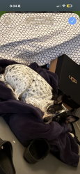 Reunited Male Dog last seen York st, Bridgeton, NJ 08302