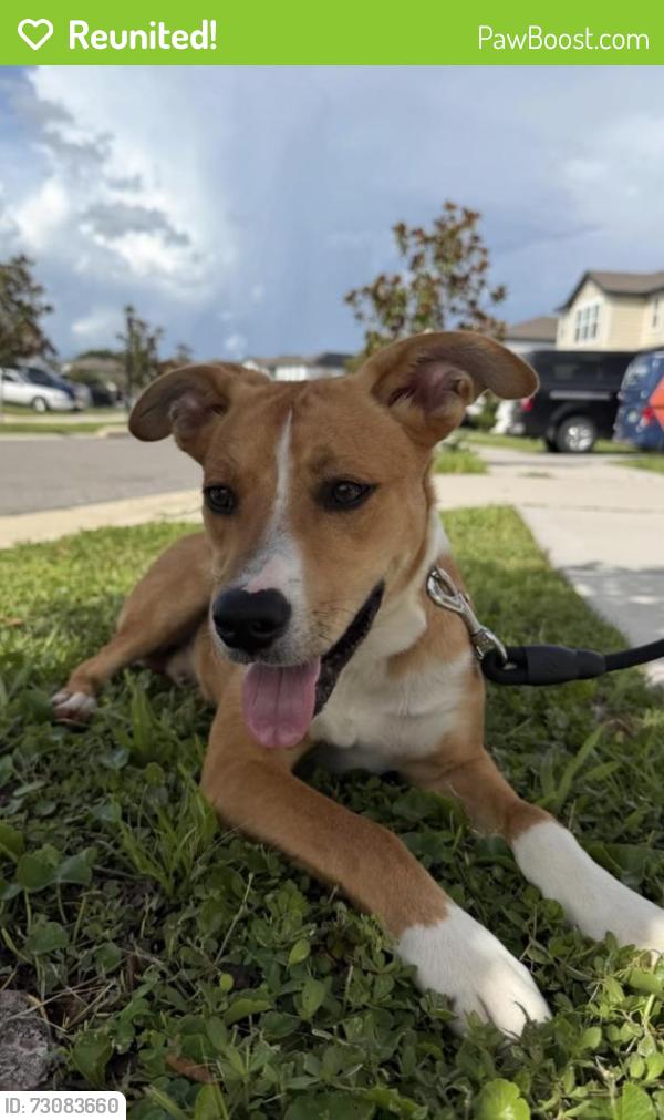 Reunited Male Dog last seen Glissade and Redcliff, New Port Richey, FL 34652