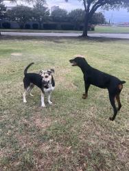 Found/Stray Female Dog last seen Wilkinson Middle School, Mesquite, TX 75149