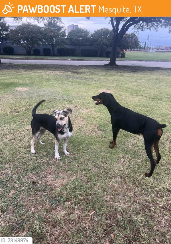 Found/Stray Female Dog last seen Wilkinson Middle School, Mesquite, TX 75149