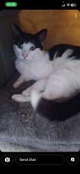 Reunited Male Cat last seen Morrisons granton, Edinburgh, Scotland 