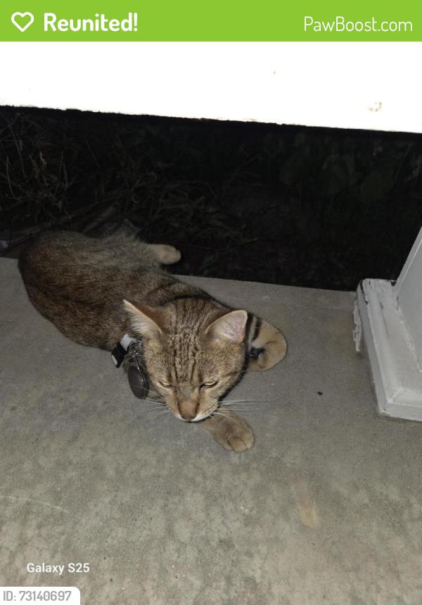 Reunited Unknown Cat last seen Mutt and Jeff's on the West side of lorain, Lorain, OH 44053