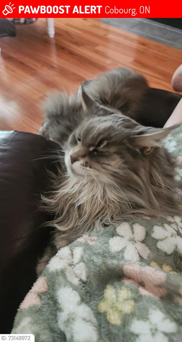Lost Female Cat last seen Boulton and Jeffrey, Cobourg, ON 