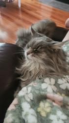 Lost Female Cat last seen Boulton and Jeffrey, Cobourg, ON 