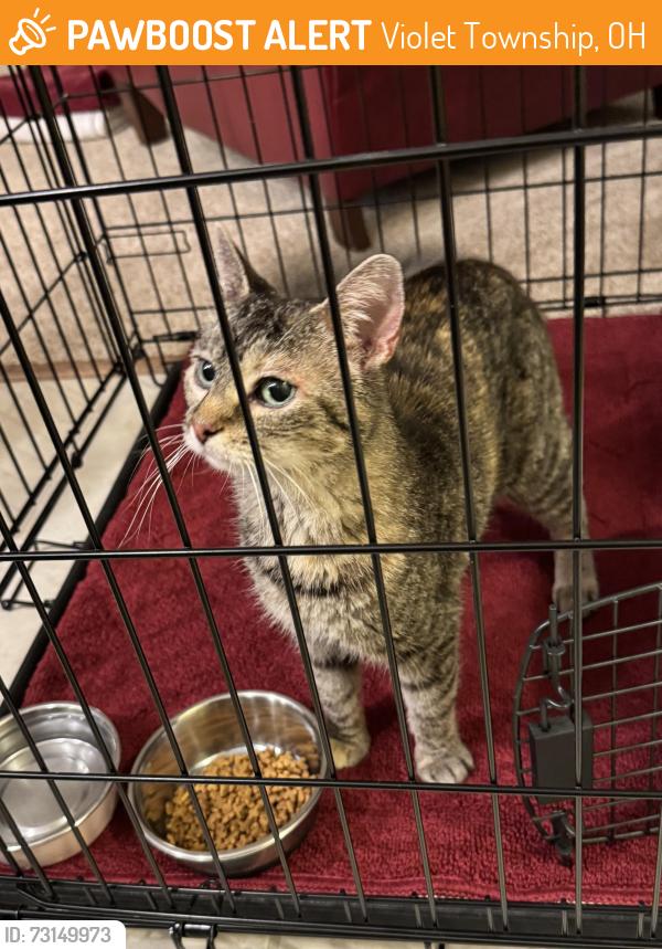 Found/Stray Female Cat last seen Woodburn/Meadowwood, Violet Township, OH 43147