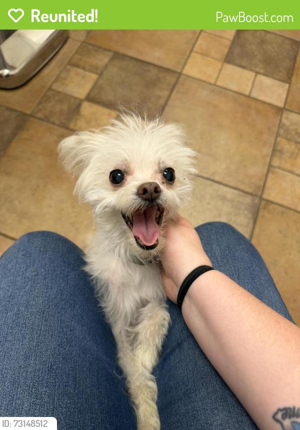 Reunited Female Dog last seen Orchard park rd and Berg rd, Buffalo, NY 14218