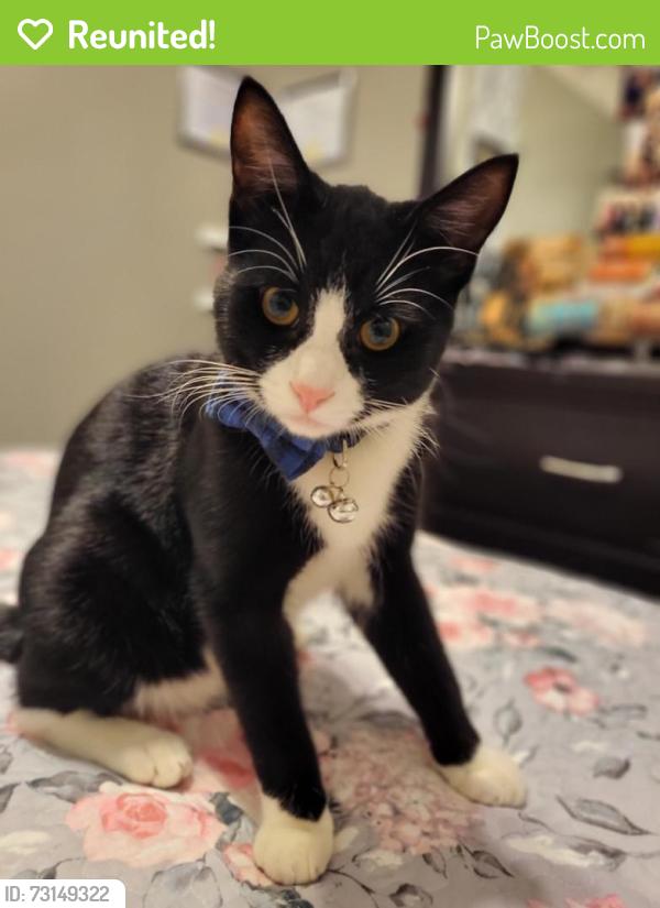 Reunited Male Cat last seen 37th and windsor street, Vancouver, BC V5W 3H7