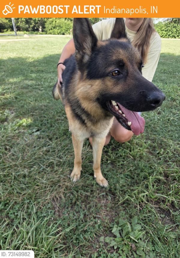 Found/Stray Male Dog last seen Troy and south ritter, Indianapolis, IN 46203