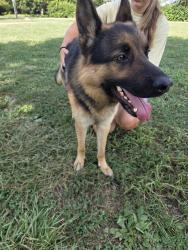 Found/Stray Male Dog last seen Troy and south ritter, Indianapolis, IN 46203
