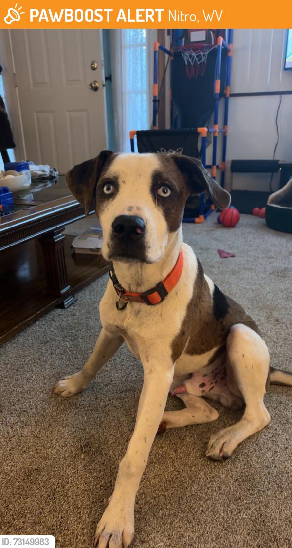 Found/Stray Male Dog last seen Near 40th street, Nitro, WV 25177