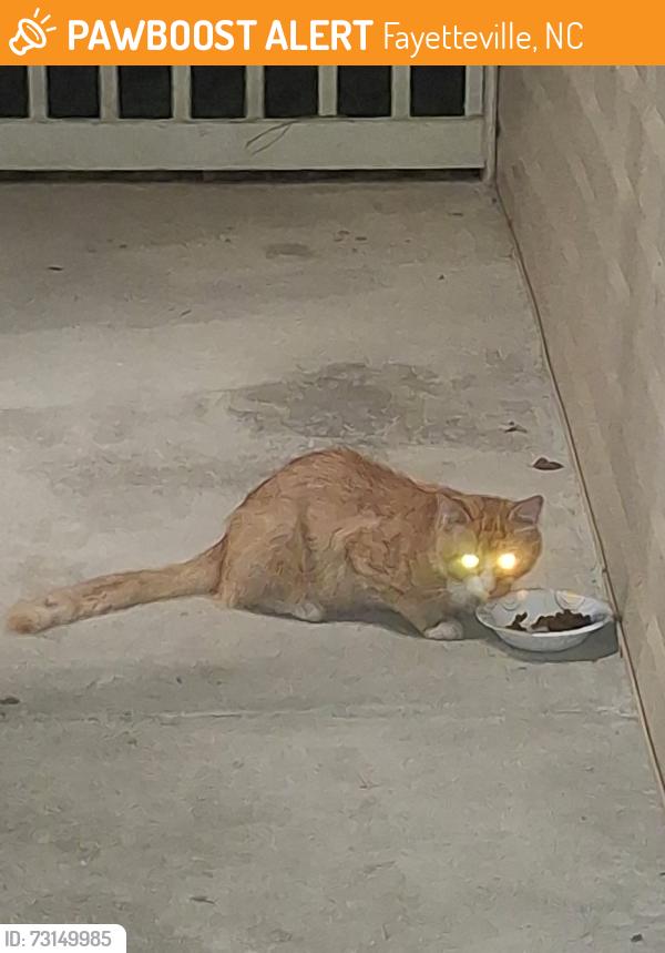 Found/Stray Unknown Cat last seen Bassman Lane fayetteville nc 28314, Fayetteville, NC 28314