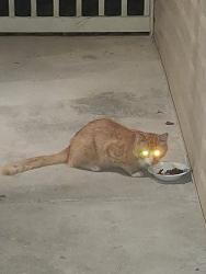 Found/Stray Unknown Cat last seen Bassman Lane fayetteville nc 28314, Fayetteville, NC 28314