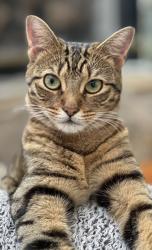 Reunited Female Cat last seen Village Green, at Meadowtrace and Fieldstone, Charleston, SC 29414