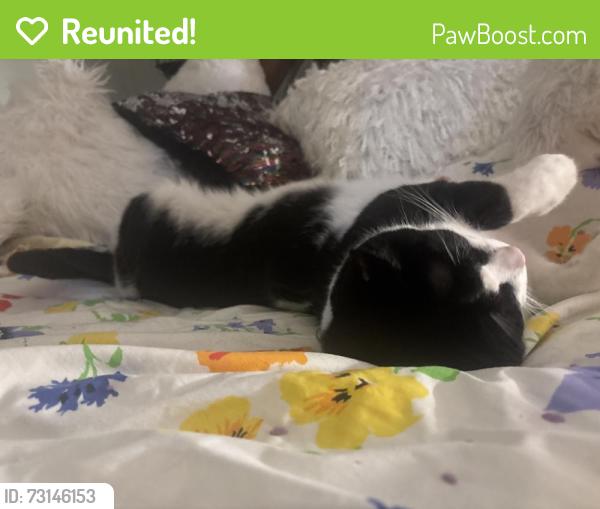 Reunited Male Cat last seen Near Norway St NW, Minneapolis, MN 55448, USA, Minneapolis, MN 55448