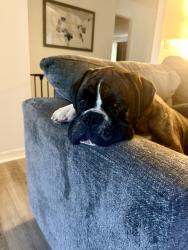 Reunited Male Dog last seen Wesley Chapel Blvd, Avalon Park, PineCrest Academy, Wesley Chapel, FL 33543
