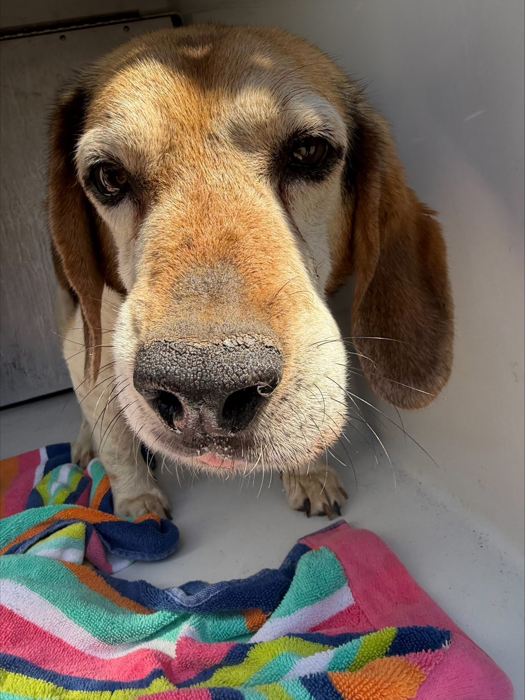 Shelter Stray Male Dog last seen Baldwin Creek Road, CHESTERFIELD, VA, 23832, 9300 Public Works Rd, Chesterfield, VA 23832, USA