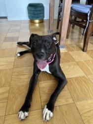 Shelter Stray Male Dog last seen Apt 14H,1368 Webster Avenue, BRONX, NY, 10456, 326 E 110th St, New York, NY 10029, USA