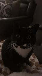 Reunited Female Cat last seen Rothesay, Winnipeg, MB R2G 1A1