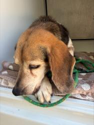 Shelter Stray Female Dog last seen Baldwin Creek Road, CHESTERFIELD, VA, 23832, 9300 Public Works Rd, Chesterfield, VA 23832, USA