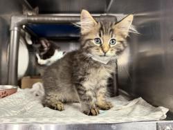 Shelter Stray Male Cat last seen Near 76th Street, BROOKLYN, NY, 11214, 326 E 110th St, New York, NY 10029, USA