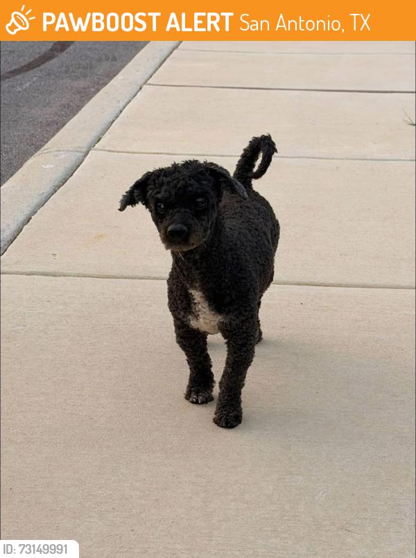 Found/Stray Male Dog last seen Vesta curve, San Antonio, TX 78224