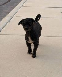 Found/Stray Male Dog last seen Vesta curve, San Antonio, TX 78224