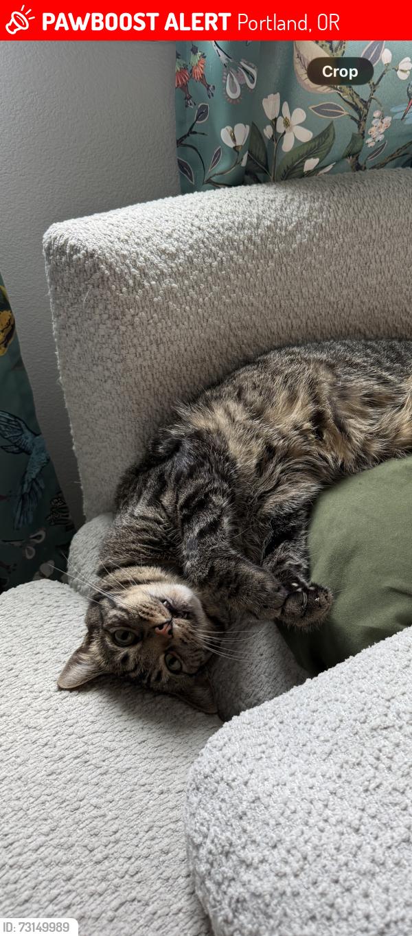 Lost Male Cat last seen Near Se belmore hieghts, Portland, OR 97236