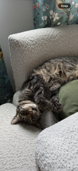 Lost Male Cat last seen Near Se belmore hieghts, Portland, OR 97236