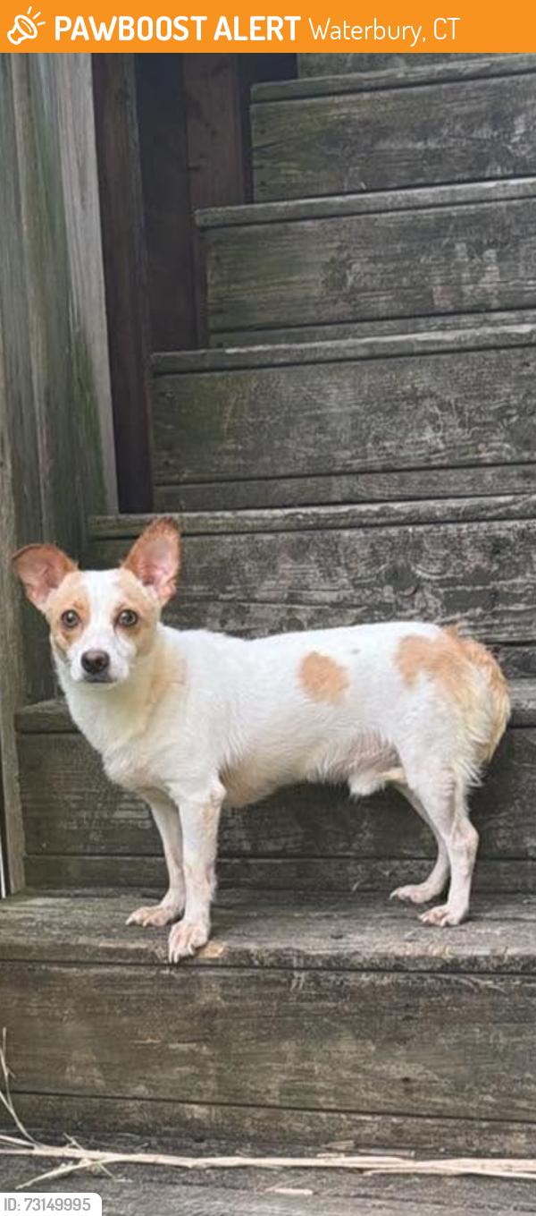 Found/Stray Male Dog last seen Ludlow Waterville, Waterbury, CT 06710