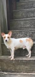 Found/Stray Male Dog last seen Ludlow Waterville, Waterbury, CT 06710
