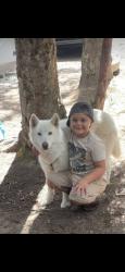 Lost Female Dog last seen Boardman oregon, Boardman, OR 97818