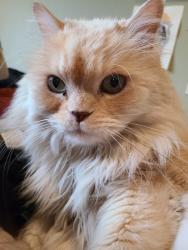 Lost Male Cat last seen Windstar Way Fort Worth, Texas, Fort Worth, TX 76108