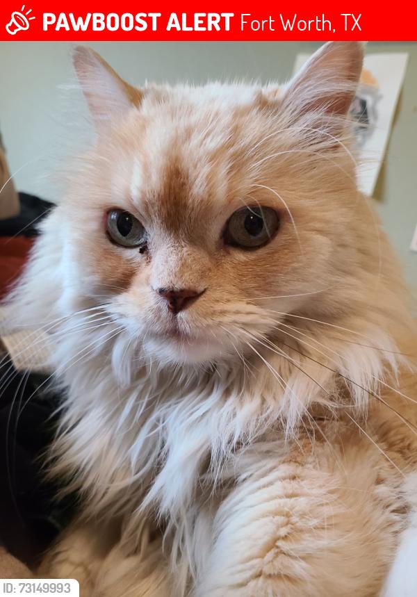 Lost Male Cat last seen Windstar Way Fort Worth, Texas, Fort Worth, TX 76108