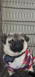 Lost Male Dog last seen Boardman Oregon, Boardman, OR 97818