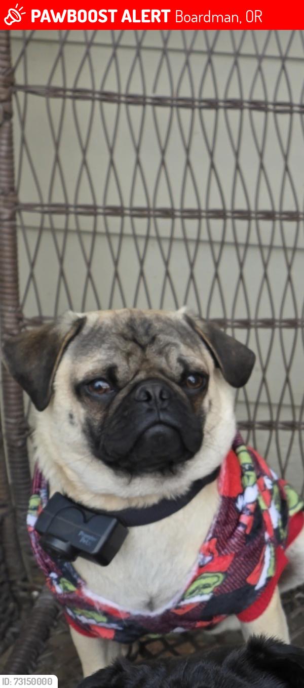 Lost Male Dog last seen Boardman Oregon, Boardman, OR 97818
