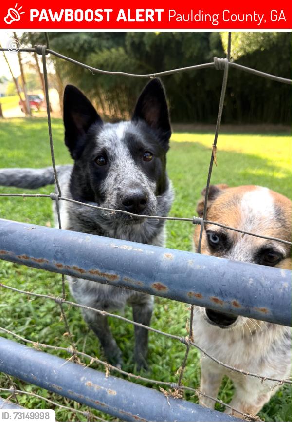 Lost Male Dog last seen Bennett rd, Paulding County, GA 30127