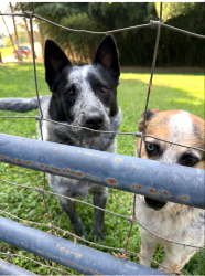 Lost Male Dog last seen Bennett rd, Paulding County, GA 30127