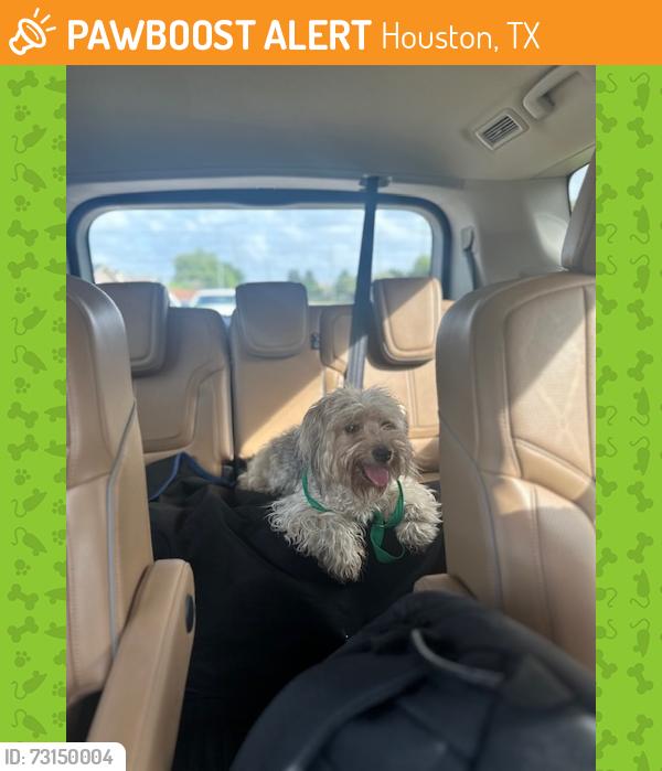 Found/Stray Unknown Dog last seen Bammell and 1960, Houston, TX 77069