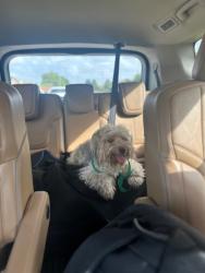 Found/Stray Unknown Dog last seen Bammell and 1960, Houston, TX 77069