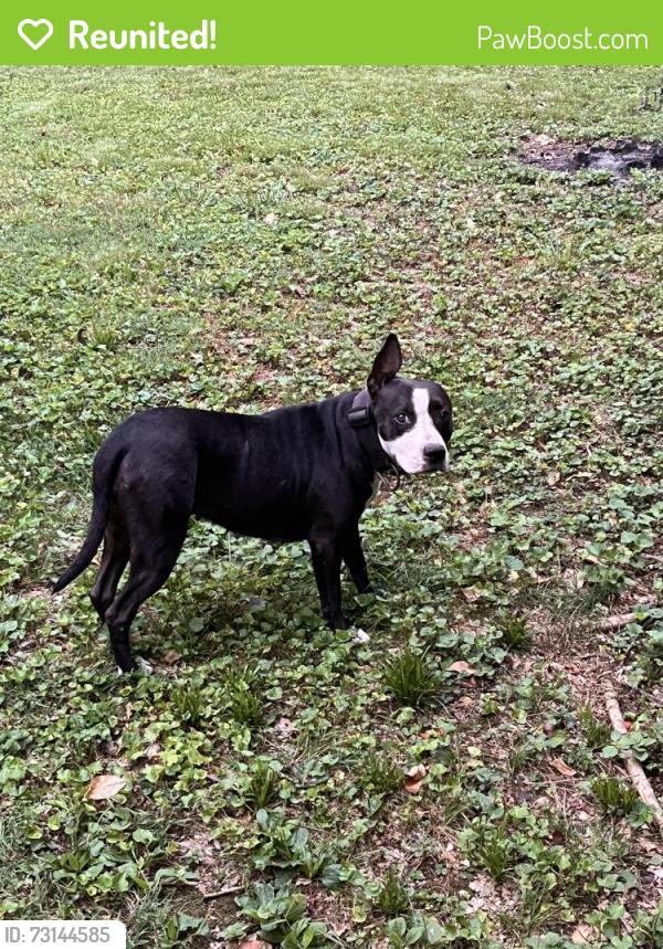 Reunited Female Dog last seen Taylor St & Allin St, Chattanooga, TN 37406