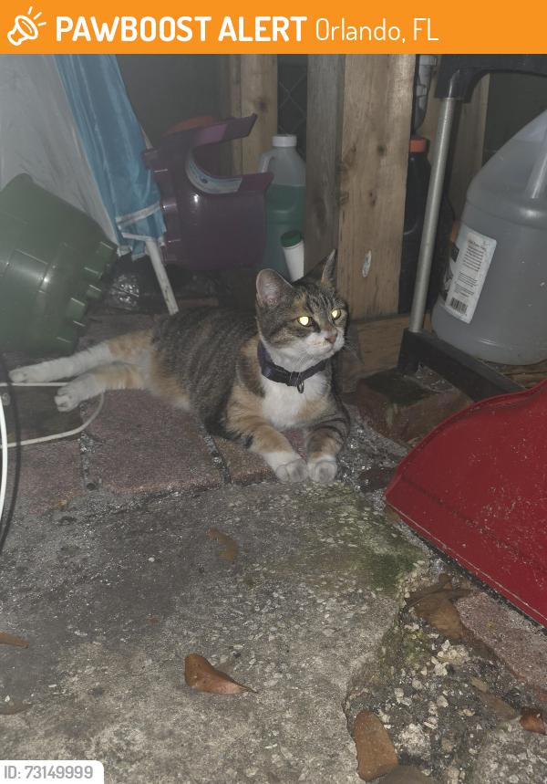 Found/Stray Female Cat last seen Rockaway street and alder ave, Orlando, FL 32807