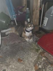 Found/Stray Female Cat last seen Rockaway street and alder ave, Orlando, FL 32807