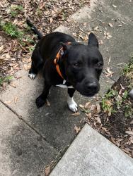 Found/Stray Male Dog last seen Carleen and Blanton, Houston, TX 77092