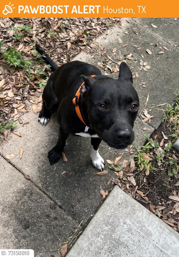 Found/Stray Male Dog last seen Carleen and Blanton, Houston, TX 77092