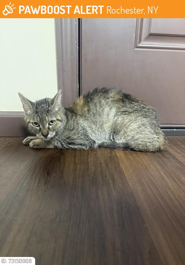 Found/Stray Female Cat last seen Scranton st, Rochester, NY 14605