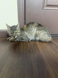 Found/Stray Female Cat last seen Scranton st, Rochester, NY 14605