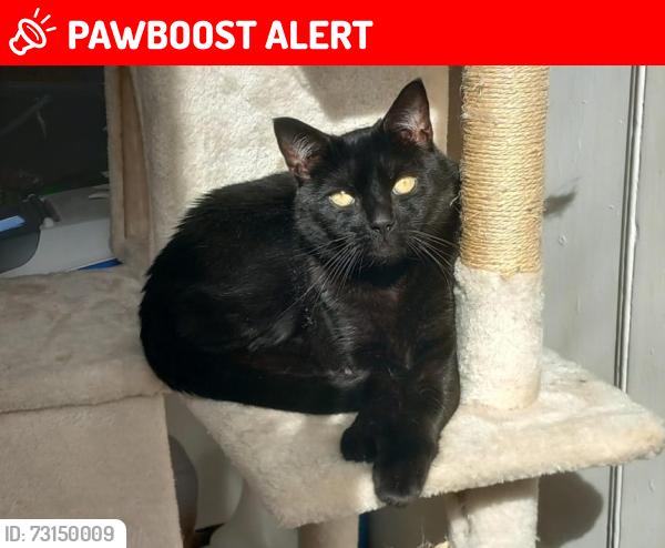 Lost Male Cat last seen West Hill Street, Brighton and Hove, England 